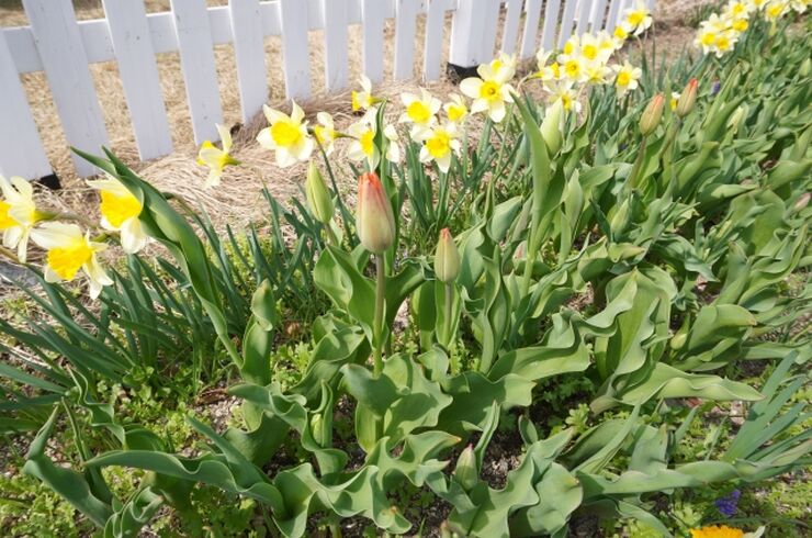 庭の害虫駆除