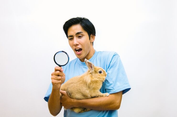 ウサギにつくノミを確認