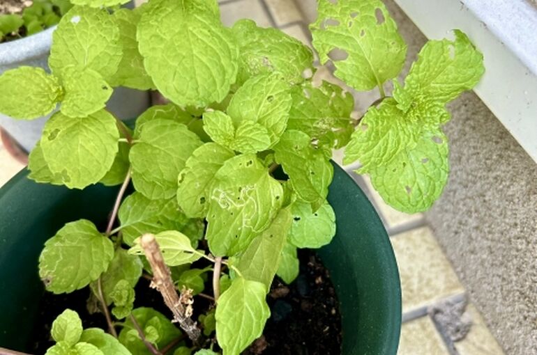 ミントで害虫駆除