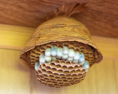 ハチの巣