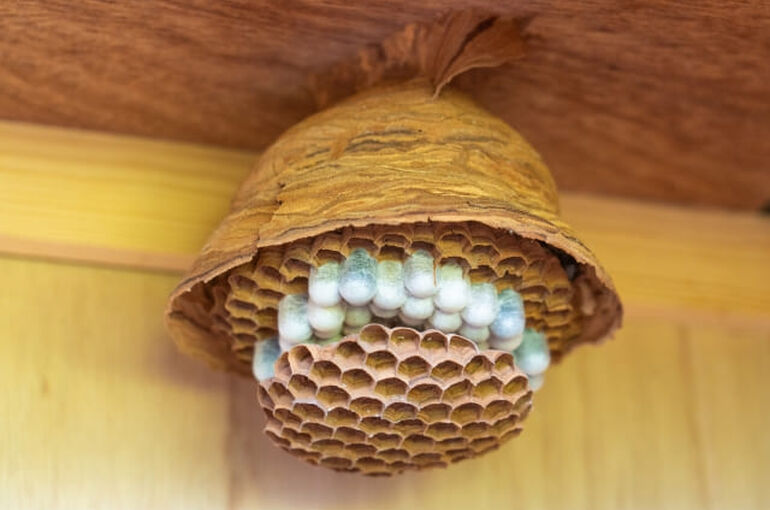 ハチの巣