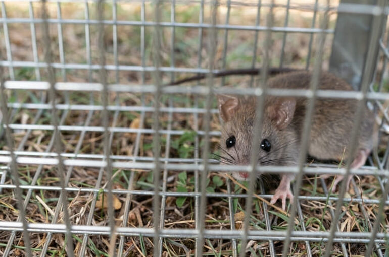 ネズミ