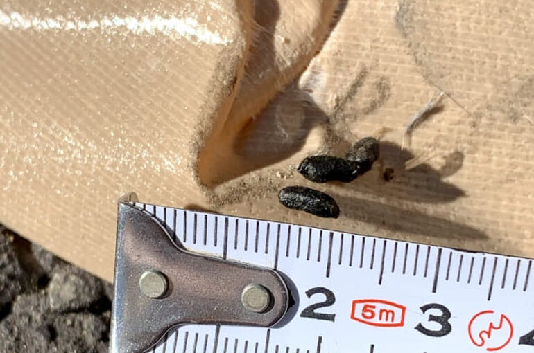 ネズミの糞