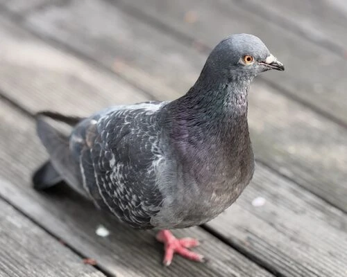 鳥からの被害に困っている場合には害獣駆除が...