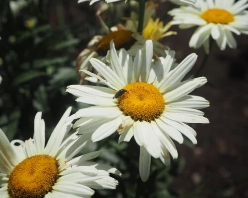 花に害虫が！？害虫駆除の方法について