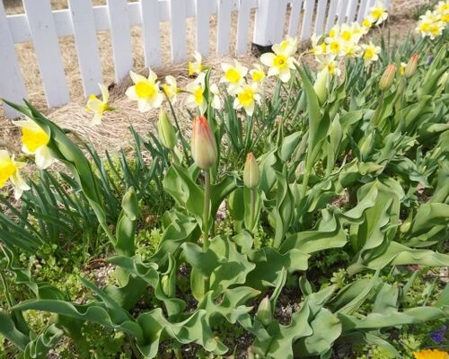 庭の害虫駆除の方法とは