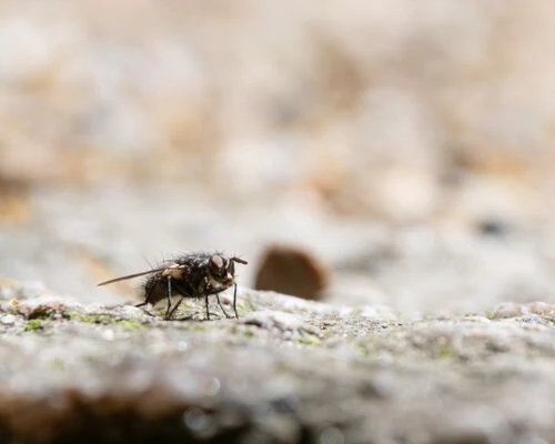 ハエの害虫駆除におけるコツをご紹介