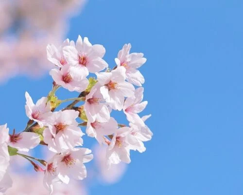 春先には害虫駆除は必要？活発化する害虫とその対処法