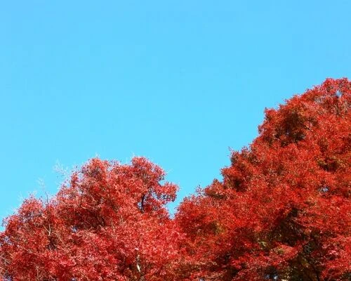 秋に活発化する害虫とは？害虫駆除のコツについて