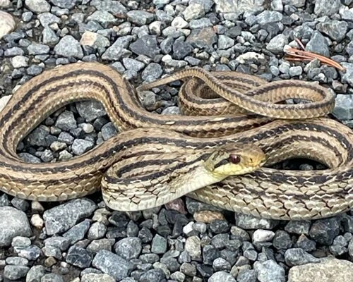 自宅にヘビ！？害虫駆除のススメ