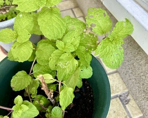 ミントで害虫対策！？天然の力を使った害虫駆除の効果と限界とは