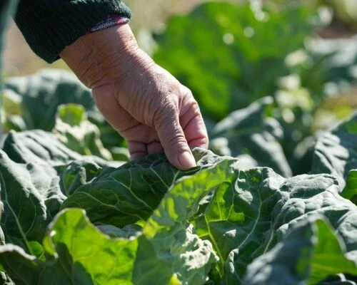 無農薬でもできる害虫駆除とは？自然派の方におすすめの対策方法を解説！