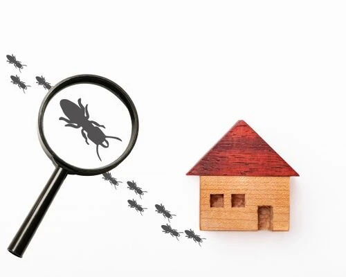 害虫駆除は昔とどう変わった？最新の対策と今求められる技術とは