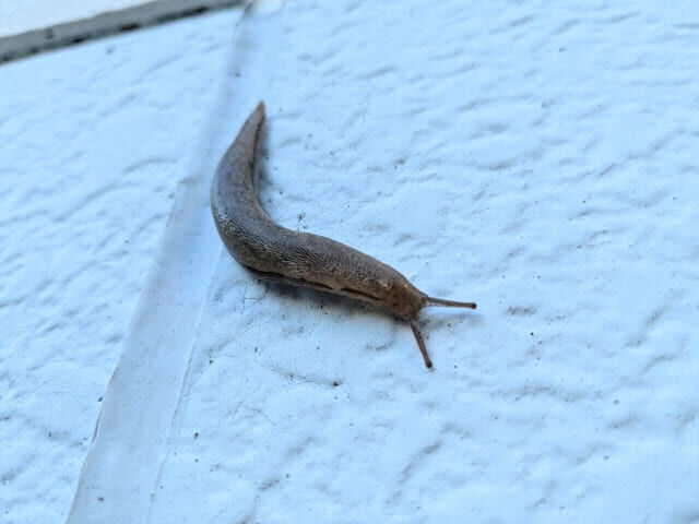 害虫駆除に石灰は効く？家庭菜園や庭の虫対策に役立つ石灰の正しい使い方