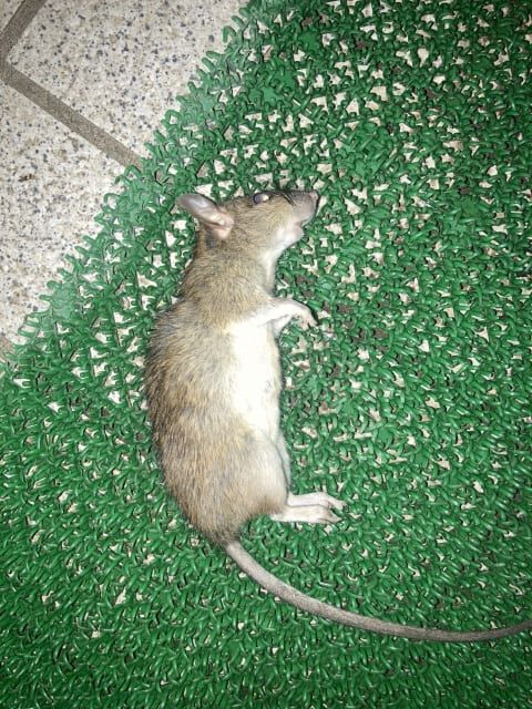 ネズミ駆除後の死骸はどう処理する？正しい捨て方と衛生対策を解説