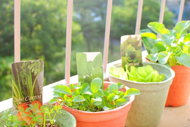ベランダの害虫にお困りの方へ！正しい駆除と予防対策を解説
