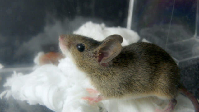 ネズミ被害を根本解決！業者が行う本格駆除とその方法とは？