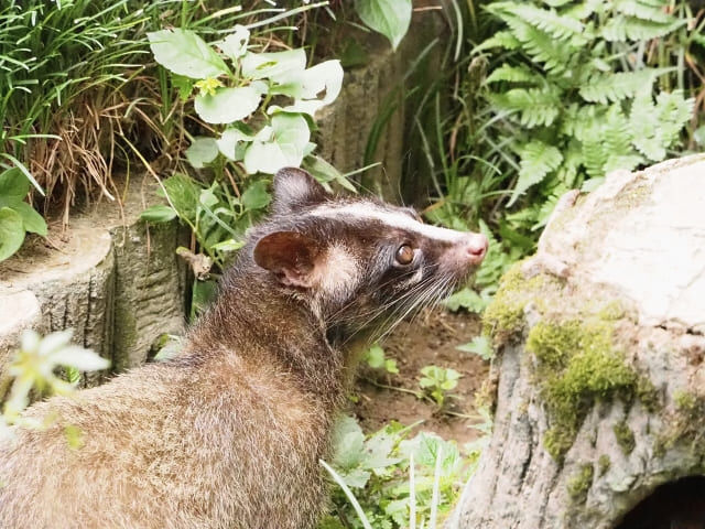 害虫・害獣に困ったら？まずは知っておきたい対策法とプロに頼むべき理由