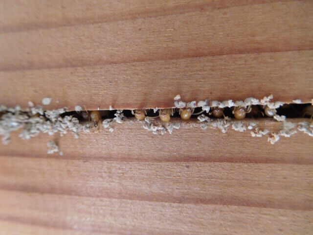 シロアリ駆除は自分で出来る？知っておきたい現実と対策法