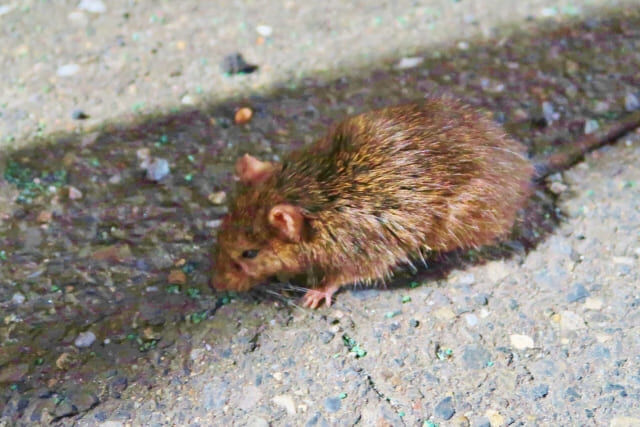 市販のネズミ駆除エサって効果あるの？プロが教える正しい対策法