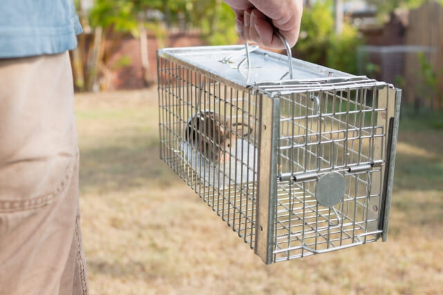 ネズミ駆除はどこに頼む？失敗しない業者選びのポイント