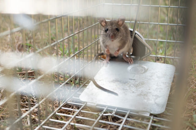 ネズミの駆除は早めが肝心！プロが教える被害の見分け方と対策