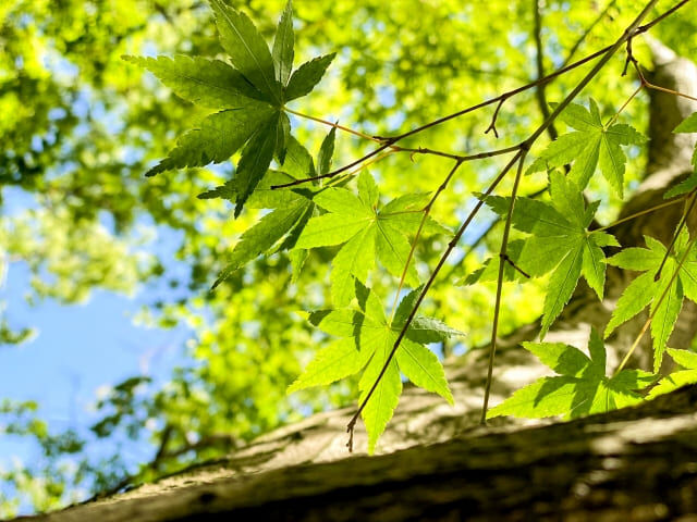 美しいもみじが危ない？今すぐ確認したい害虫駆除とその対策