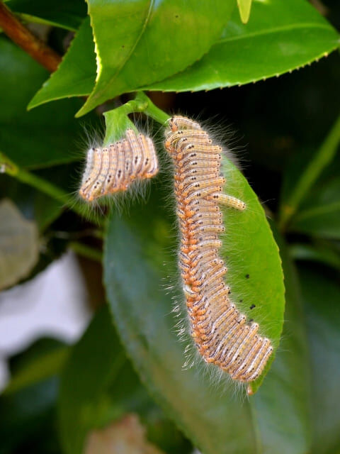 椿を守るための害虫対策とは？発生しやすい虫と駆除・予防のポイント