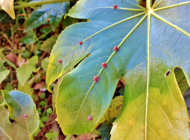 害虫駆除は庭木から始めよう！早めの対策が住まいを救う理由
